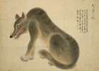 『博物館獣譜　狼　博物局編　明治時代・19世紀』の画像