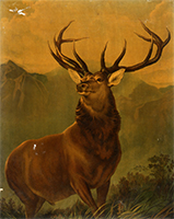 Image of "Family Gallery: Animals with Horns and Antlers"