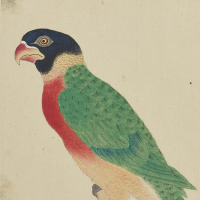 『江戸時代の図譜文化―堀田正敦編『禽譜』とその魅力』の画像
