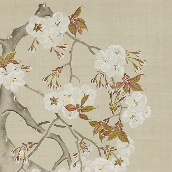 Image of "Cherry Blossoms (detail), By Hirose Kain, Edo period, 19th century"