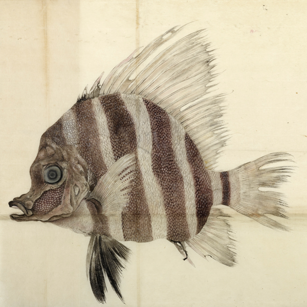 Image of "Volume 4 of The Museum's Illustrations of Fish (detail), Compiled by the Museum Bureau, illustrated by Kurimoto Tanshū and others, Edo period–Meiji era, 19th century"