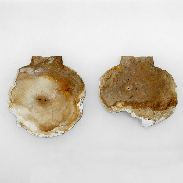 Image of "Perforated Scallop ShellFound at the Iwasakiyama No. 1 Tumulus, Kagawa, Kofun period, 5th century"
