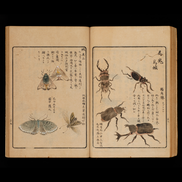 『丹洲虫譜　上栗本丹洲著写　明治8年(1875)』の画像