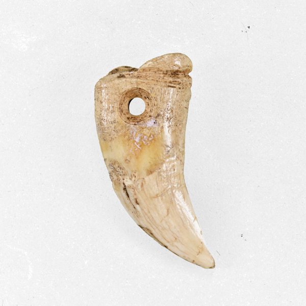 Image of "Fang PendantFound at Yukawa Shell Mound, Hokkaido, Epi-Jōmon period, 2nd century BC–3rd century AD (Gift of Mr. Tokugawa Yorisada)"