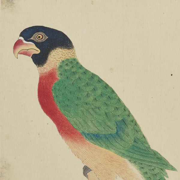 『禽譜 林禽2（部分）堀田正敦編　江戸時代・18～19世紀写（2024年9月18日から展示）』の画像