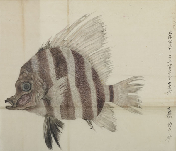 Image of "박물관어보 제4첩편찬: 박물국, 그림: 구리모토 단슈 외　에도∼메이지시대 19세기"